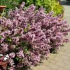 weigela pink poppet france3