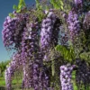 wisteria floribunda black dragon tree p764 1978 zoom