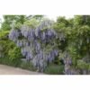 wisteria macrobotrys tadoukis