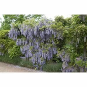 wisteria macrobotrys tadoukis