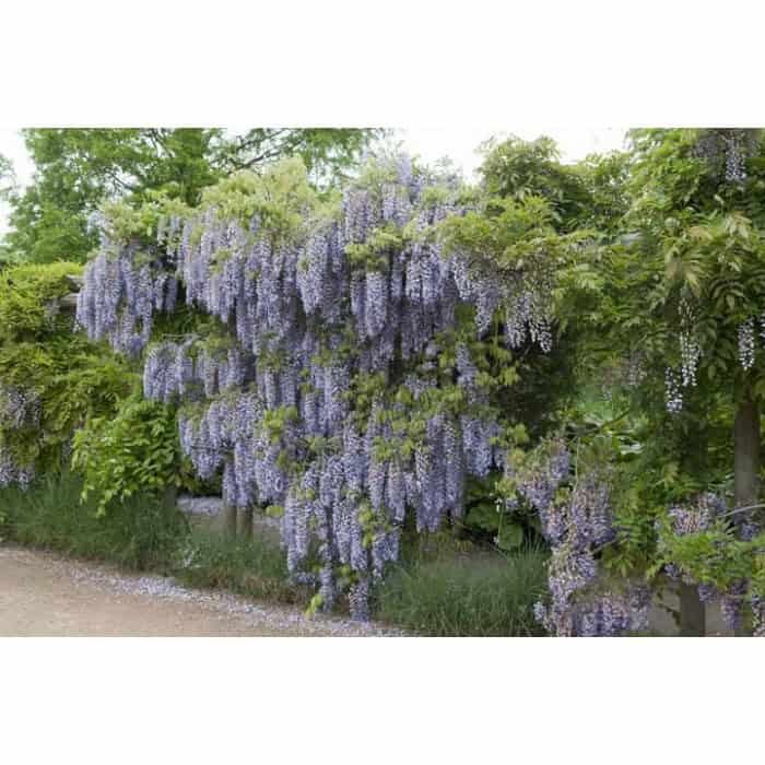wisteria macrobotrys tadoukis wisteria macrobotrys tadoukis