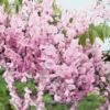 wisteria brachybotrys showa beni 1975 430 340 1