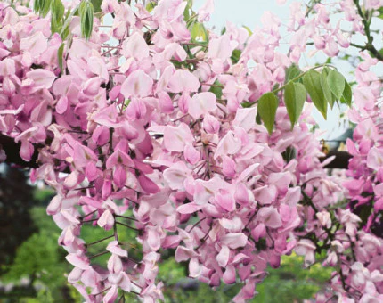 wisteria brachybotrys showa beni 1975 430 340 1 wisteria brachybotrys showa beni 1975 430 340 1