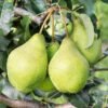 xenia