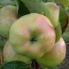 yablonya bogatyr features of growing a popular variety 2