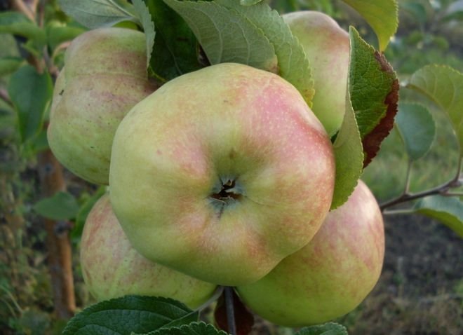 yablonya bogatyr features of growing a popular variety 2 yablonya bogatyr features of growing a popular variety 2