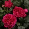 z368i2et8q2fcod2vkmzrnbfepw7ghwa