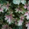 zurawka dew drops heuchera