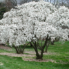 zvaigzdine magnolija magnolia stellata