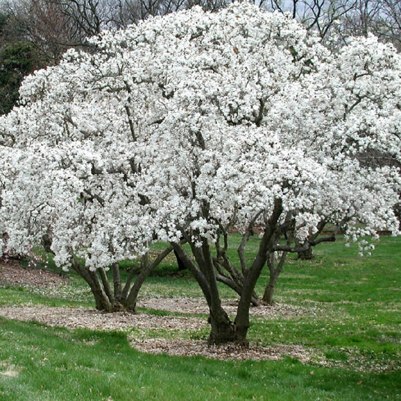 zvaigzdine magnolija magnolia stellata zvaigzdine magnolija magnolia stellata