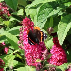 zwerg schmetterlingsflieder zwerg sommerflieder butterfly candy little ruby m120569 w 4