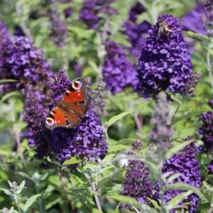 zwerg sommerflieder schmetterlingsstrauch buzz midnight m102385 w 5