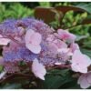 Hydrangea Hot Chocolate 1000x1000 1