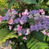 Hydrangeaaspera HotChocolate