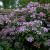 hydrangea aspera 3