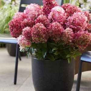 images 8