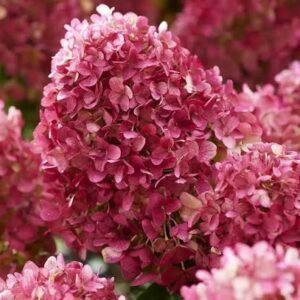 images 9